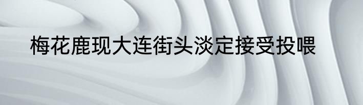 梅花鹿现大连街头淡定接受投喂
