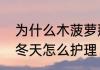 为什么木菠萝那么贵　木菠萝的幼苗冬天怎么护理