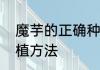 魔芋的正确种植方法　魔芋的正确种植方法