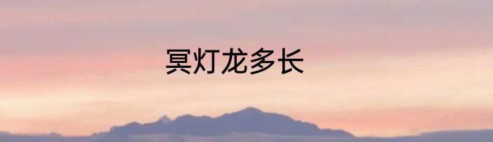 冥灯龙多长