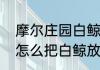摩尔庄园白鲸最重多少吨　摩尔庄园怎么把白鲸放家里