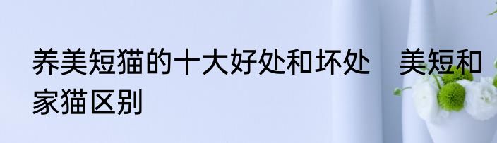 养美短猫的十大好处和坏处　美短和家猫区别