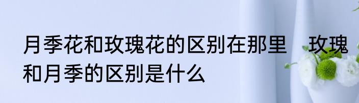月季花和玫瑰花的区别在那里　玫瑰和月季的区别是什么