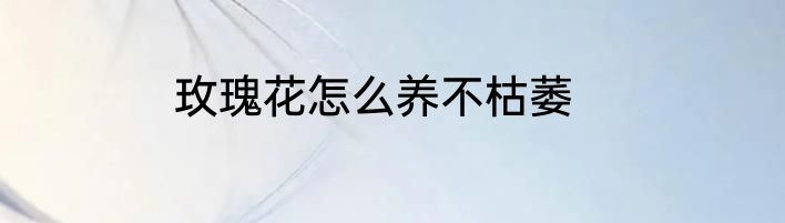 玫瑰花怎么养不枯萎