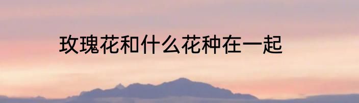 玫瑰花和什么花种在一起