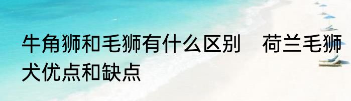 牛角狮和毛狮有什么区别　荷兰毛狮犬优点和缺点