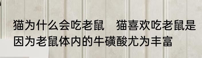猫为什么会吃老鼠　猫喜欢吃老鼠是因为老鼠体内的牛磺酸尤为丰富