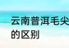 云南普洱毛尖怎样　汉中仙毫和毛尖的区别
