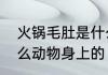 火锅毛肚是什么动物上的　毛肚是什么动物身上的