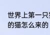 世界上第一只猫是怎么来的　体型大的猫怎么来的