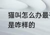 猫叫怎么办最有效止叫　猫叫的声音是咋样的
