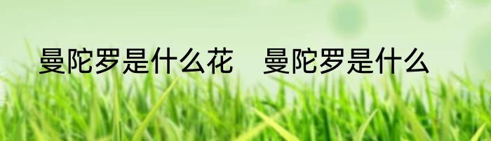 曼陀罗是什么花　曼陀罗是什么