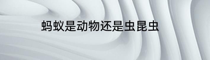 蚂蚁是动物还是虫昆虫