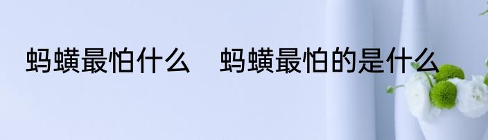 蚂蟥最怕什么　蚂蟥最怕的是什么