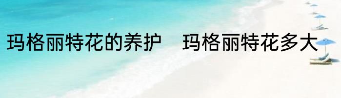 玛格丽特花的养护　玛格丽特花多大