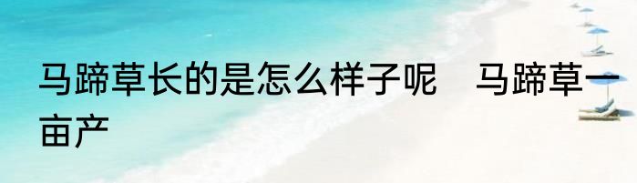 马蹄草长的是怎么样子呢　马蹄草一亩产