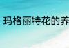 玛格丽特花的养护　玛格丽特花多大