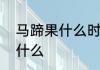 马蹄果什么时候有　马蹄果在四川叫什么