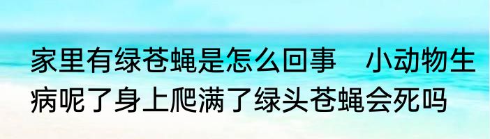 家里有绿苍蝇是怎么回事　小动物生病呢了身上爬满了绿头苍蝇会死吗