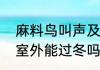 麻料鸟叫声及寿命几年　麻料鸟北方室外能过冬吗
