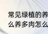 常见绿植的养护与注意事项　多肉怎么养多肉怎么养