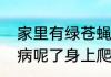 家里有绿苍蝇是怎么回事　小动物生病呢了身上爬满了绿头苍蝇会死吗