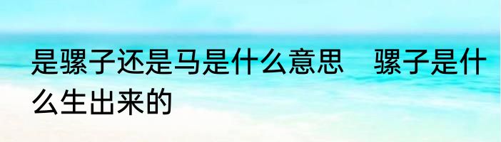 是骡子还是马是什么意思　骡子是什么生出来的