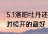 5.1洛阳牡丹还在开吗　洛阳牡丹什么时候开的最好