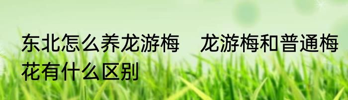 东北怎么养龙游梅　龙游梅和普通梅花有什么区别