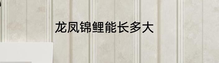 龙凤锦鲤能长多大