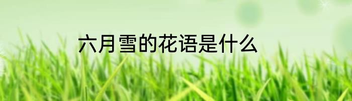 六月雪的花语是什么