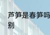 芦笋是春笋吗　菜笋和芦笋有什么区别