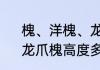 槐、洋槐、龙爪槐有什么不同之处　龙爪槐高度多少合适