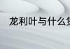 龙利叶与什么煲汤最好　龙叶是啥