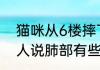 猫咪从6楼摔下吐血路人送医救治 主人说肺部有些挫伤