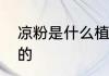 凉粉是什么植物做的　凉粉是怎么做的