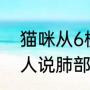 猫咪从6楼摔下吐血路人送医救治 主人说肺部有些挫伤