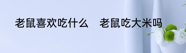 老鼠喜欢吃什么　老鼠吃大米吗