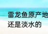 雷龙鱼原产地是哪　雷龙鱼是海水的还是淡水的