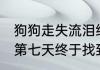 狗狗走失流泪绝食网友合力找主人 在第七天终于找到了主人