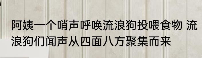 阿姨一个哨声呼唤流浪狗投喂食物 流浪狗们闻声从四面八方聚集而来