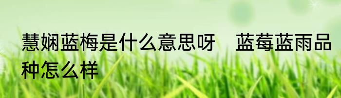 慧娴蓝梅是什么意思呀　蓝莓蓝雨品种怎么样