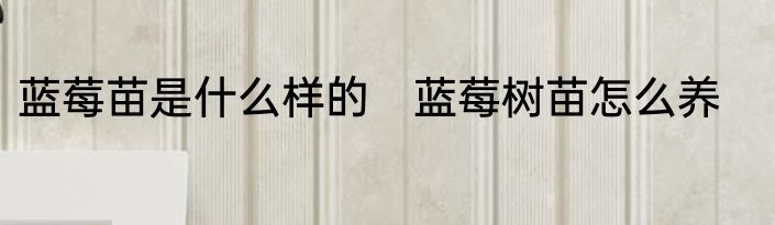 蓝莓苗是什么样的　蓝莓树苗怎么养