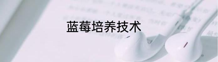 蓝莓培养技术