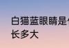 白猫蓝眼睛是什么猫　蓝眼白猫可以长多大