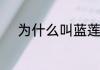 为什么叫蓝莲花　什么是蓝莲花