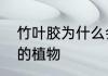 竹叶胶为什么会苦　做植物碱水最好的植物