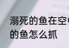 溺死的鱼在空中奔跑什么意思　飞翔的鱼怎么抓