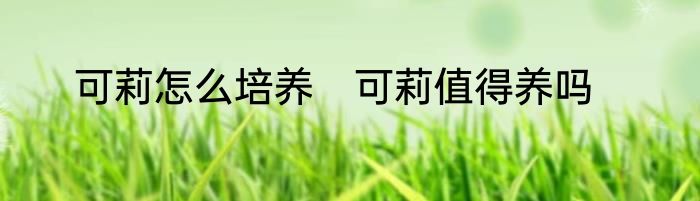 可莉怎么培养　可莉值得养吗