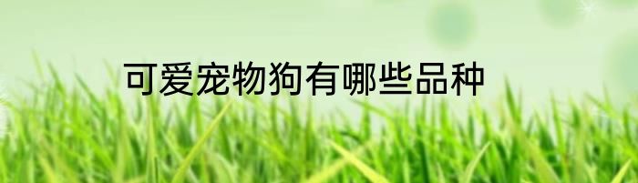 可爱宠物狗有哪些品种